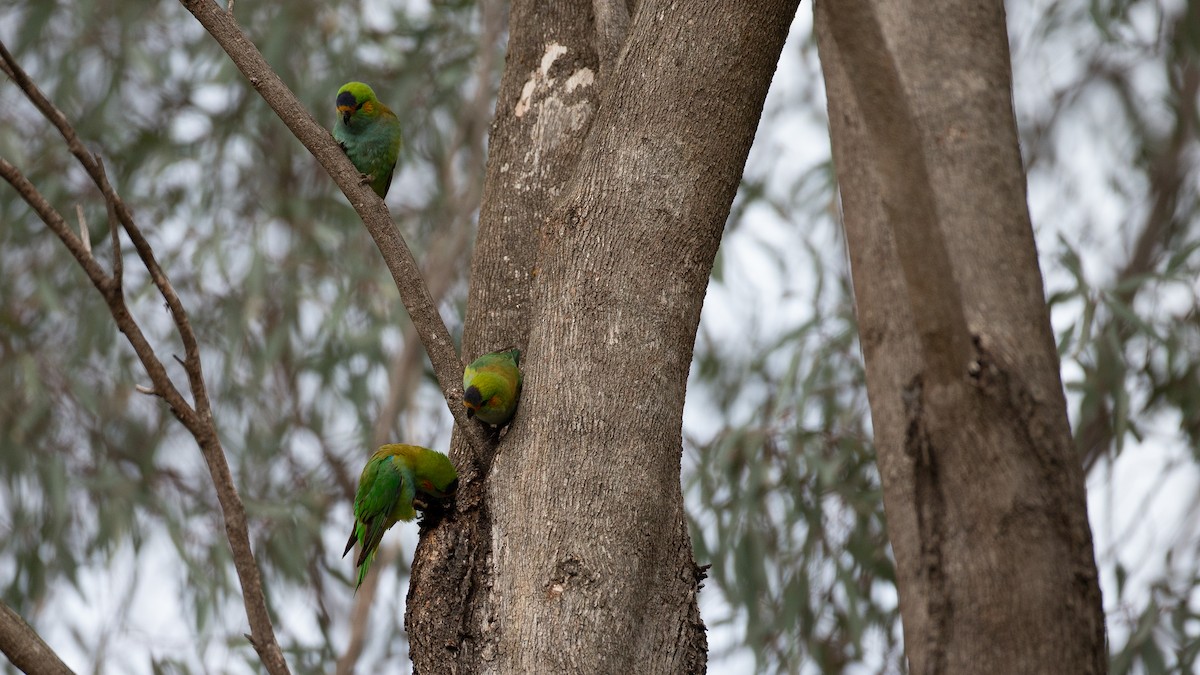 ムラサキガシラジャコウインコ - ML646040226