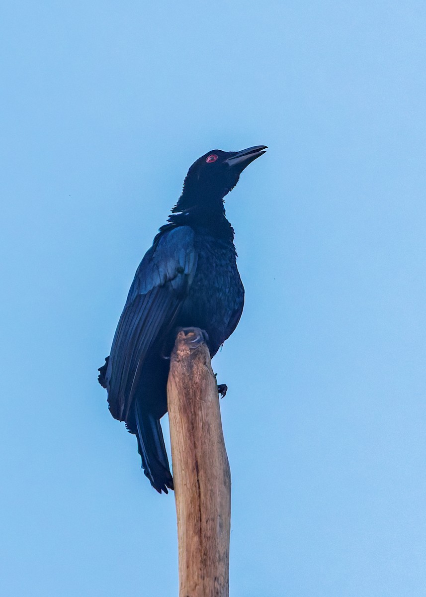 テリカラスフウチョウ - ML646040228