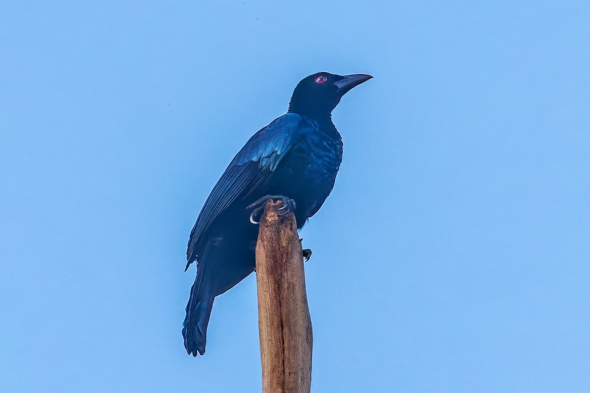 テリカラスフウチョウ - ML646040229