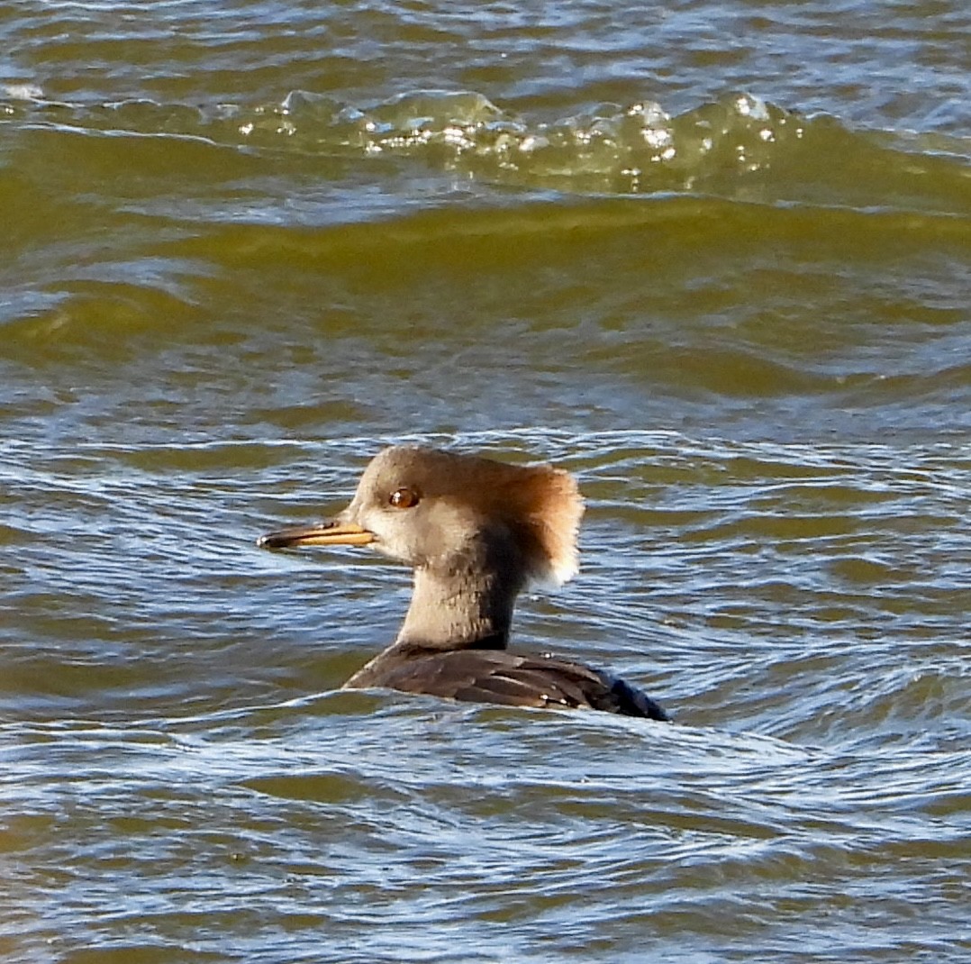 オウギアイサ - ML646040231