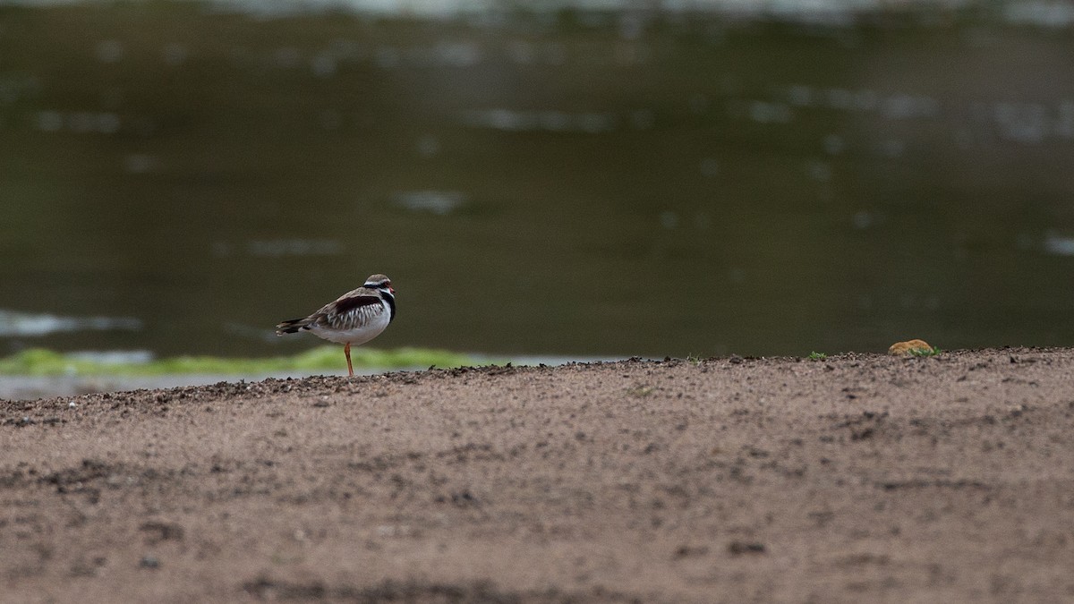 カタアカチドリ - ML646040233