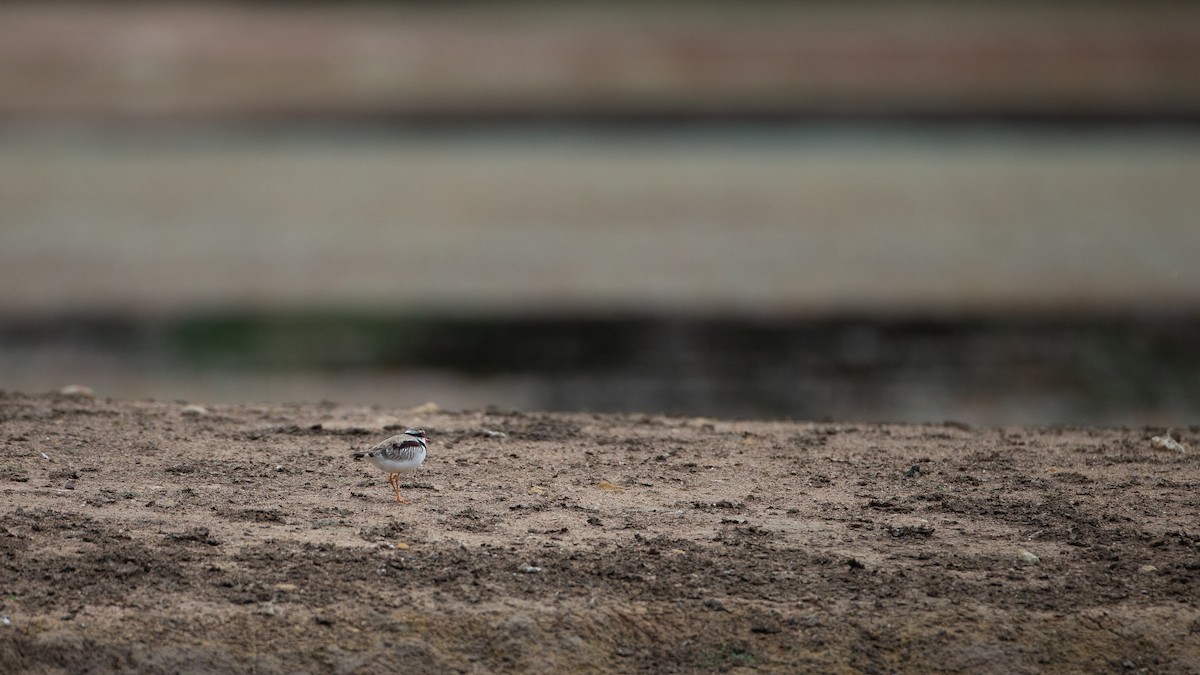 カタアカチドリ - ML646040234