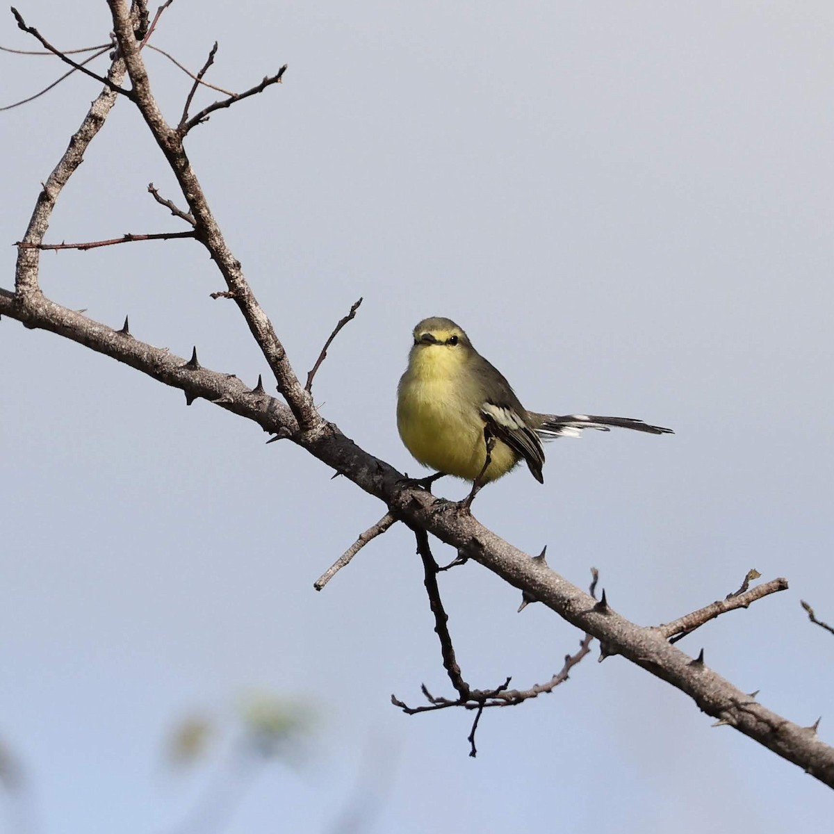 セキレイタイランチョウ - ML646040235