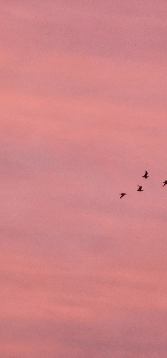 ユリカモメ - ML646040236