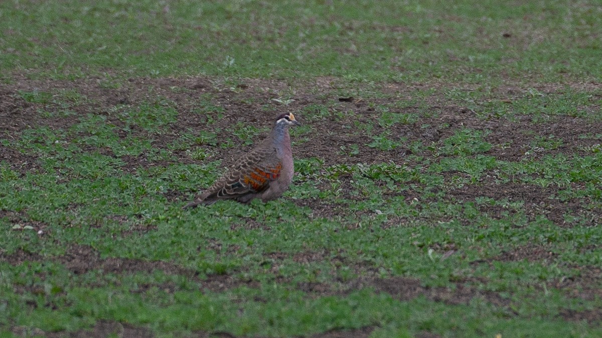 ニジハバト - ML646040237