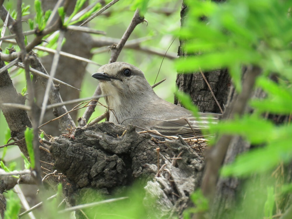 ハイイロヒタキ - ML646040238