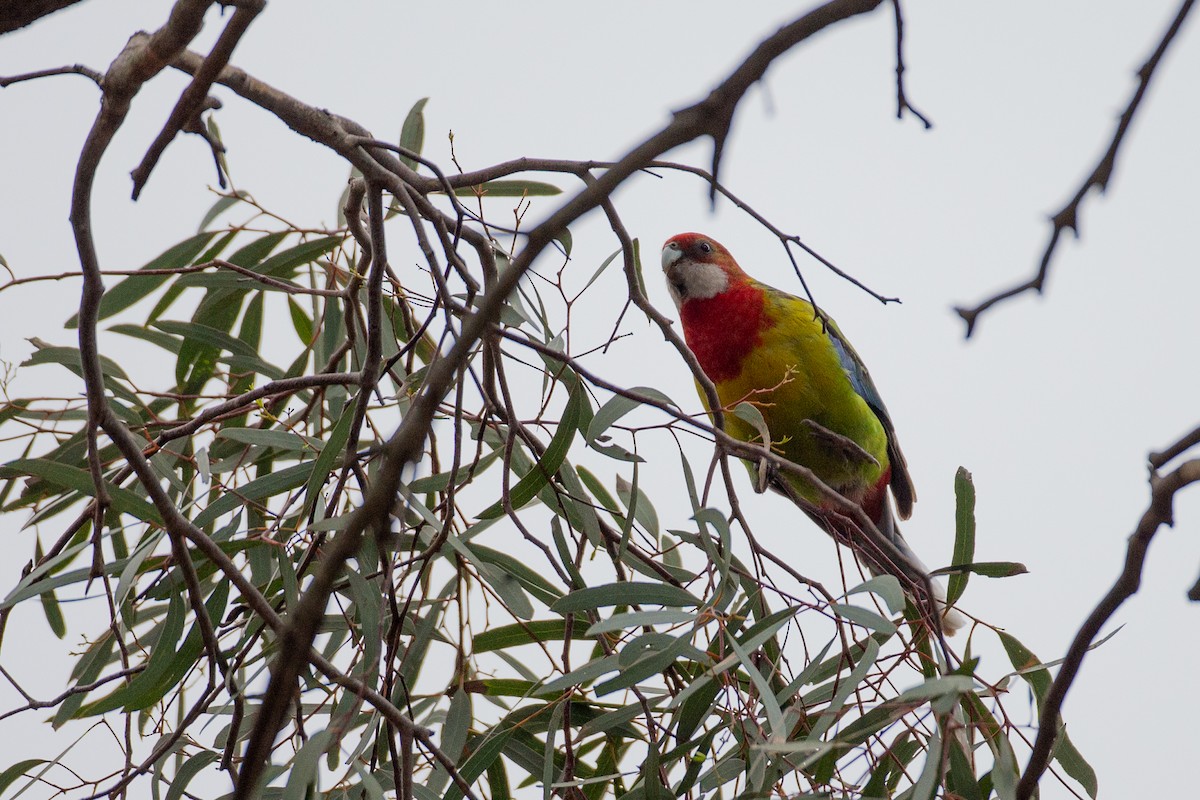 ナナクサインコ - ML646040240