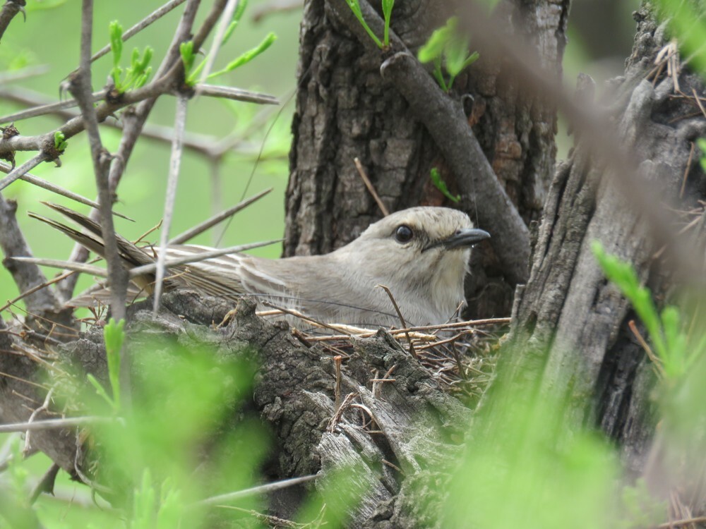 ハイイロヒタキ - ML646040241