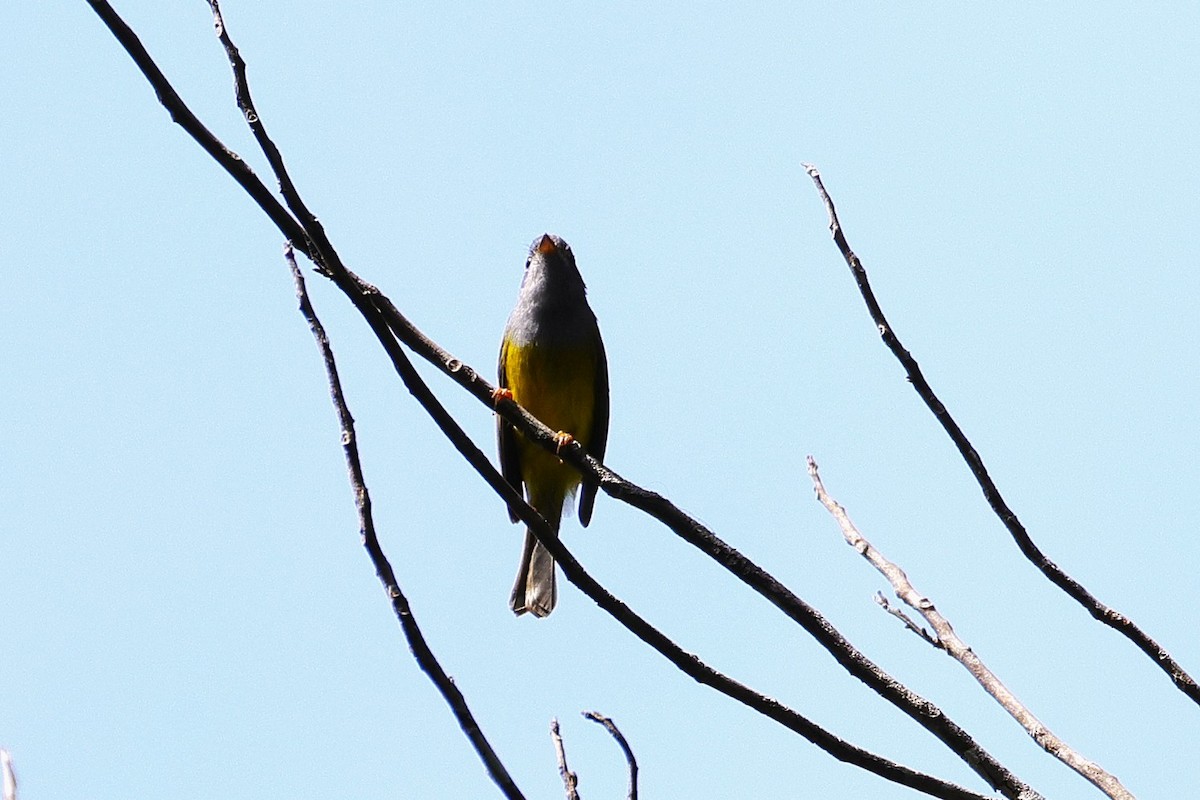 ハイガシラヒタキ - ML646040242