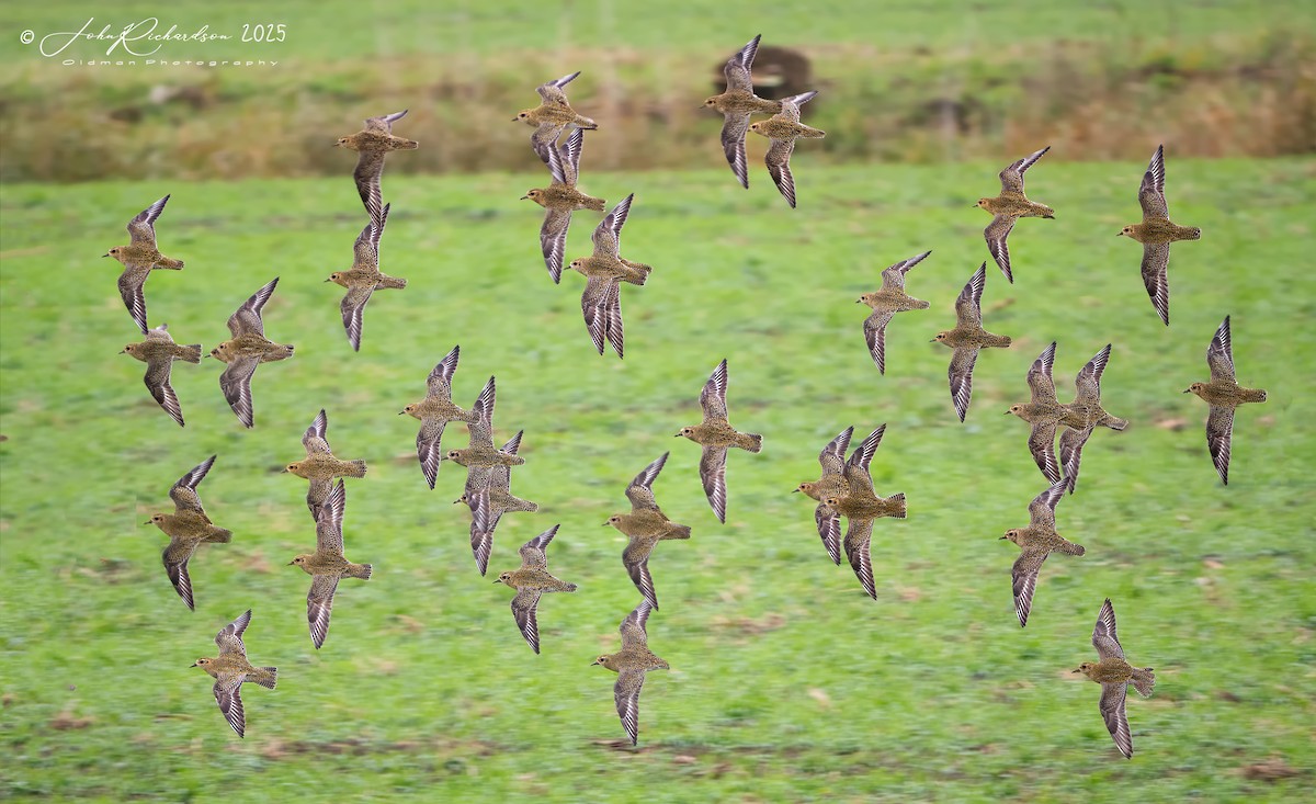 ヨーロッパムナグロ - ML646040243