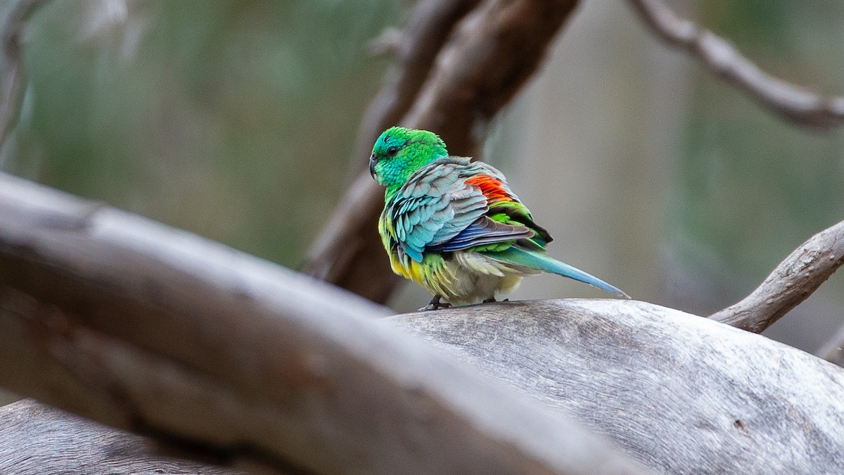 ビセイインコ - ML646040244