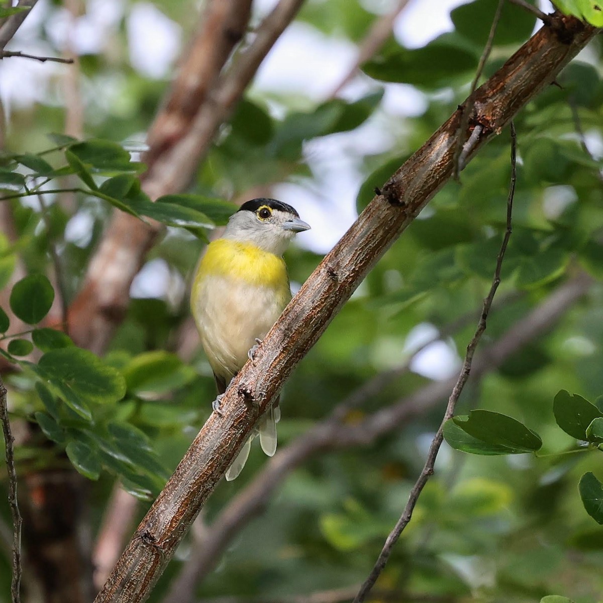 カザリドリモドキ（viridis） - ML646040245