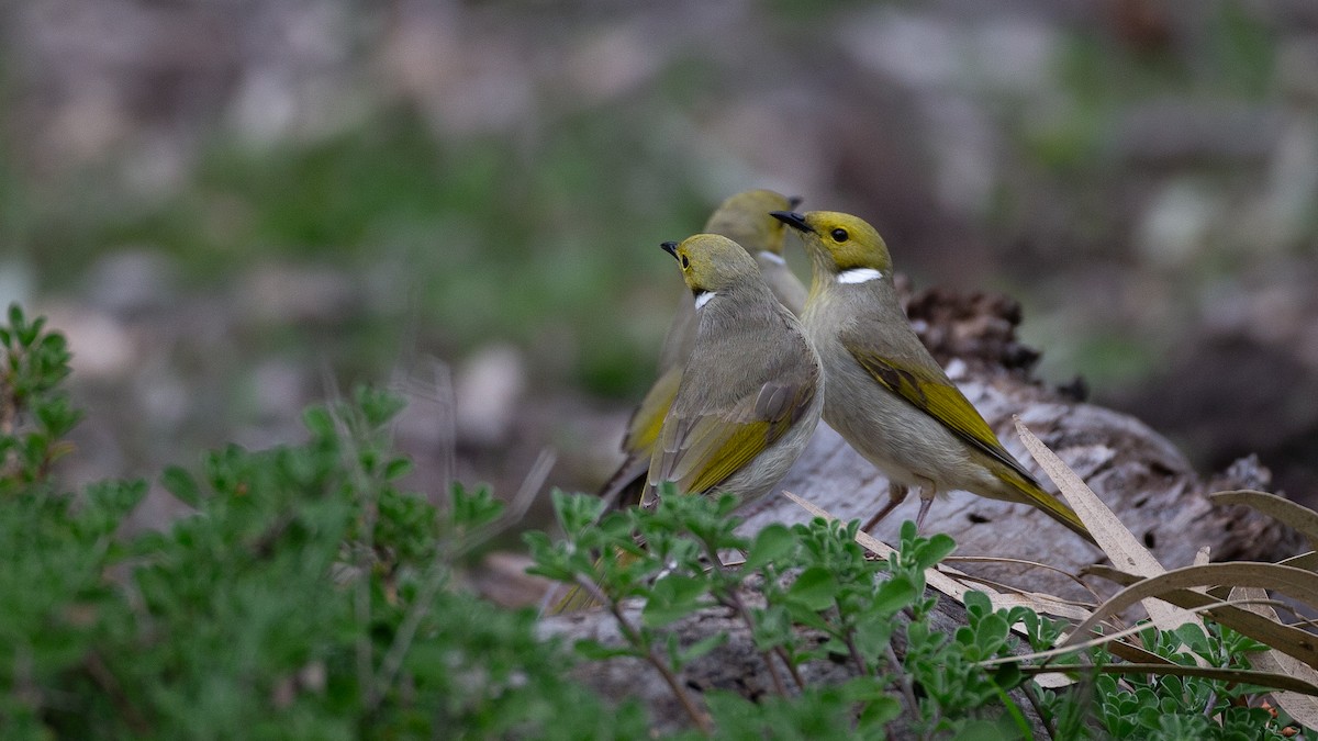 White-plumed Honeyeater - ML646040247