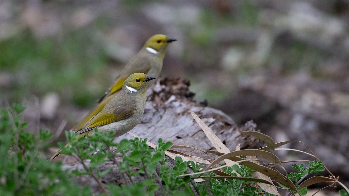 White-plumed Honeyeater - ML646040248