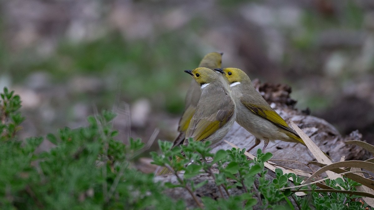 White-plumed Honeyeater - ML646040249