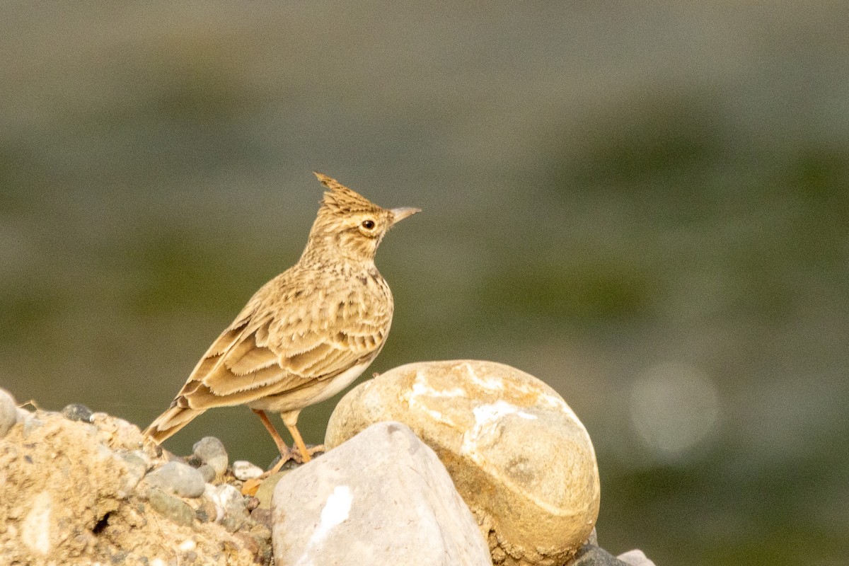 Crested Lark - ML646040250
