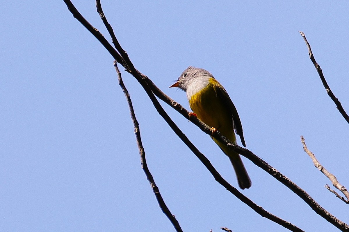 Gray-headed Canary-Flycatcher - ML646040260