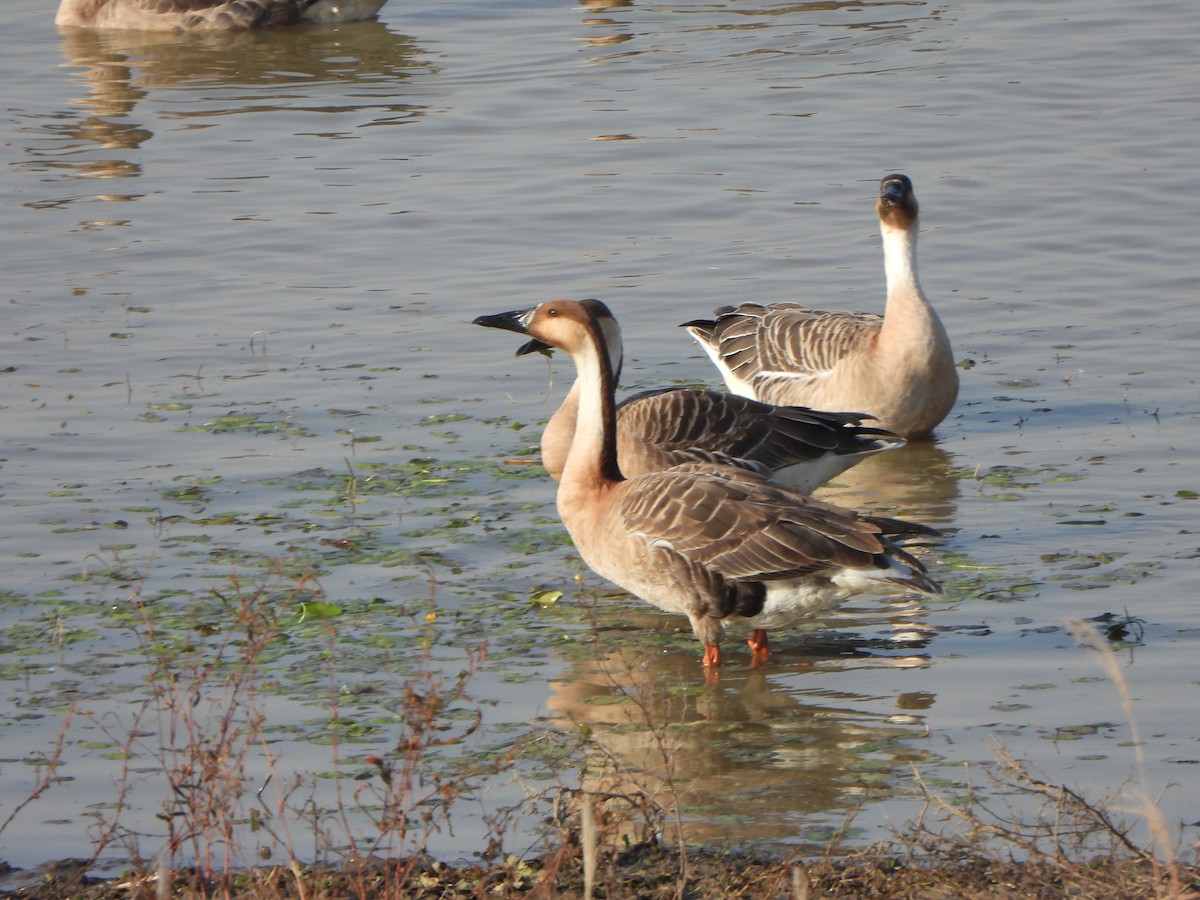 Ánsar Cisnal - ML646040265