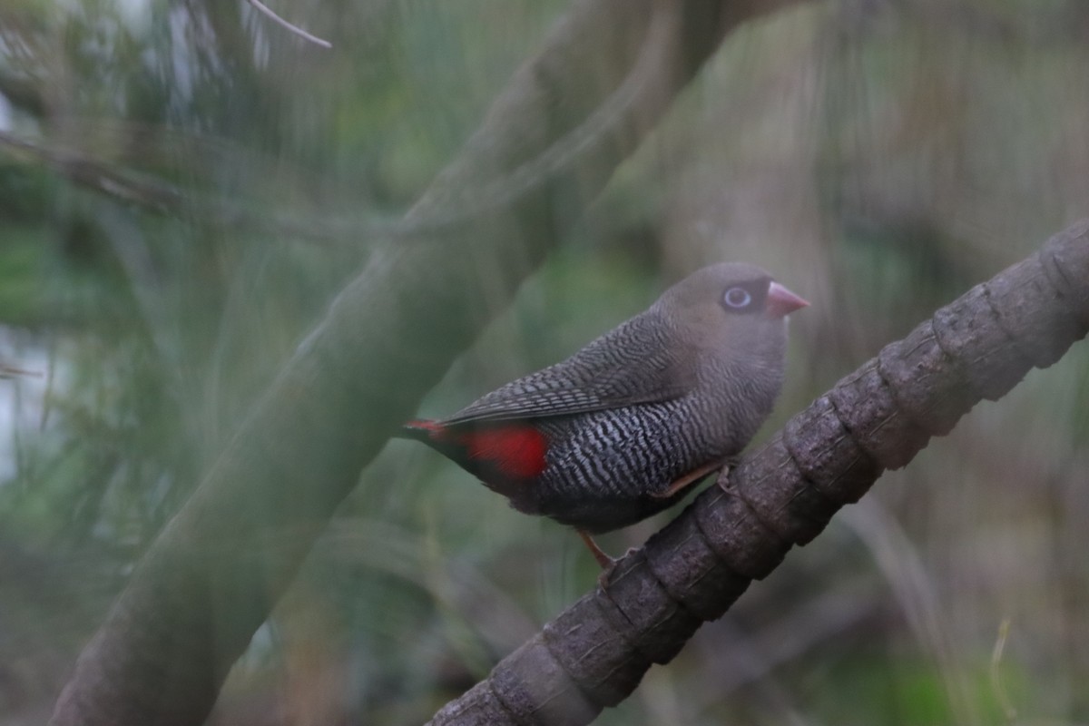 Beautiful Firetail - ML646040270