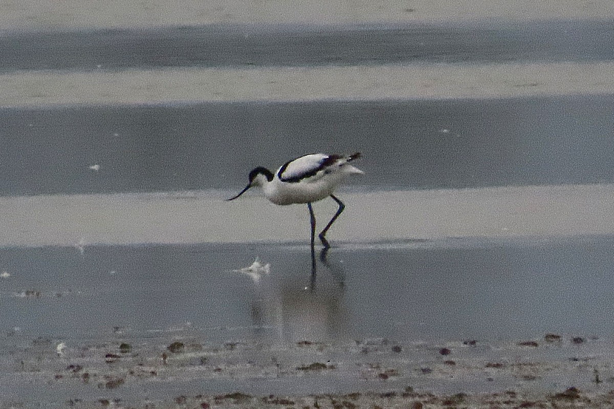 Pied Avocet - ML646040279