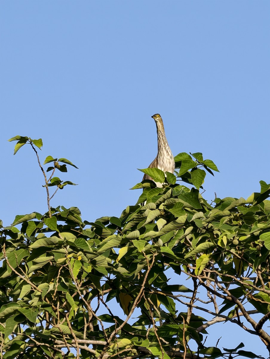 volavka čínská - ML646040280