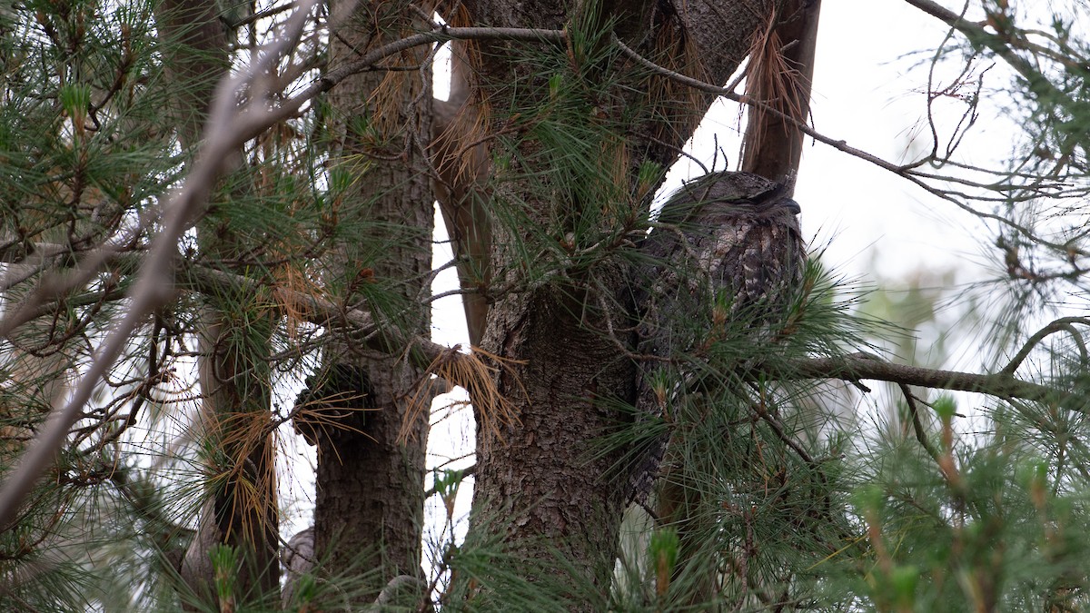 Tawny Frogmouth - ML646040286