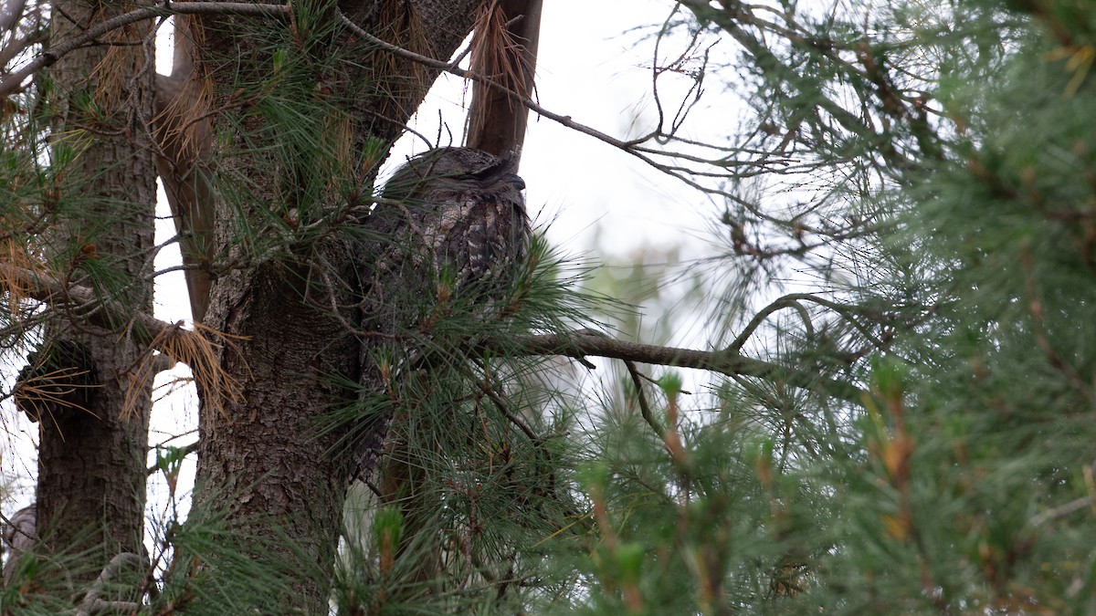 Tawny Frogmouth - ML646040287