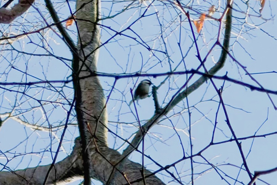 svartmeis - ML646040290