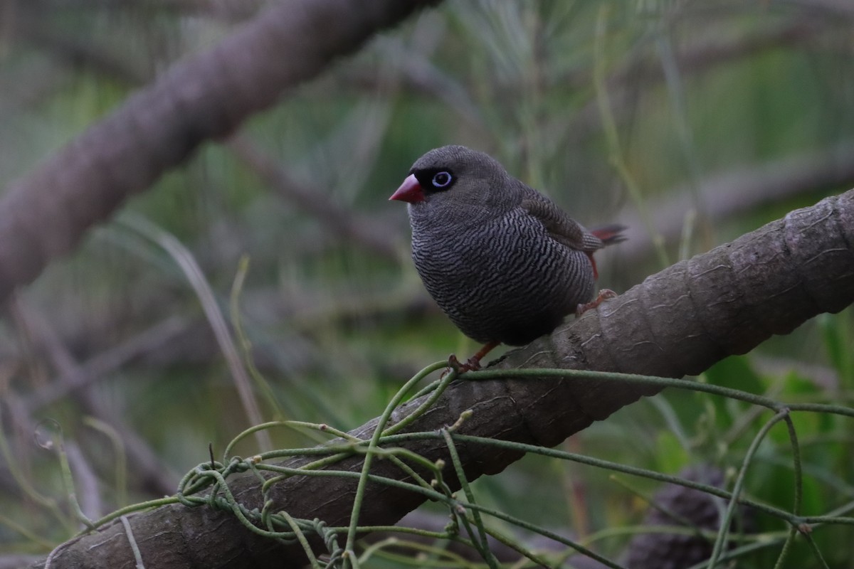 Beautiful Firetail - ML646040298