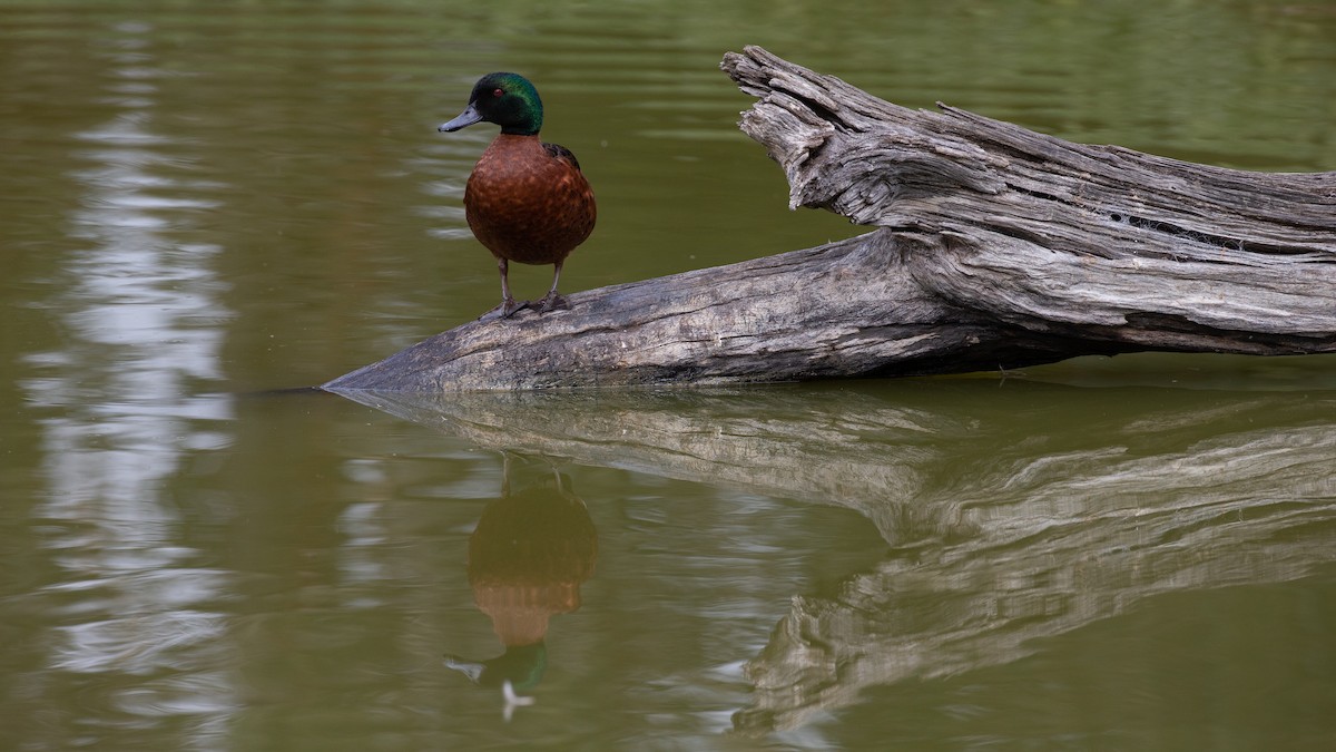 Chestnut Teal - ML646040299