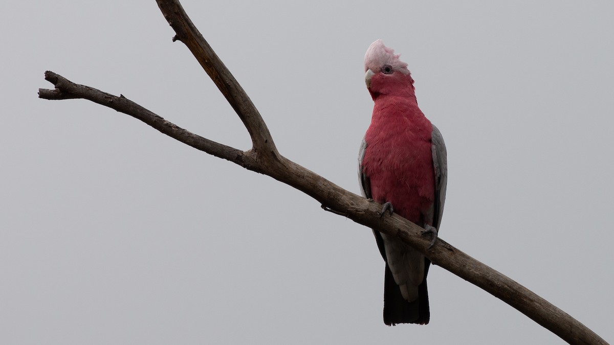 Galah - ML646040300