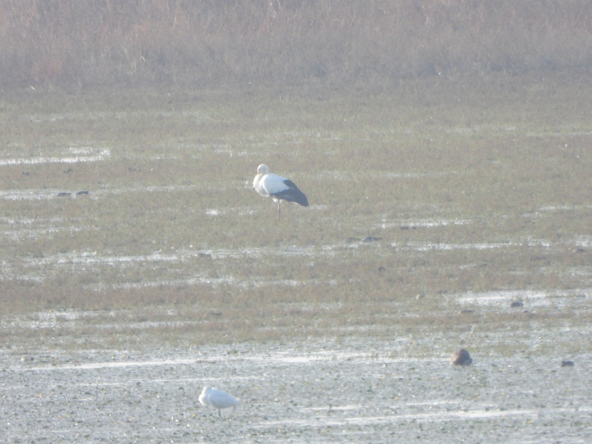 čáp východní - ML646040312