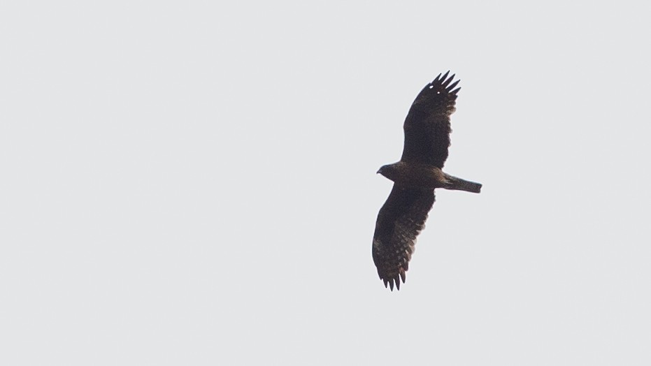 Little Eagle - ML646040316