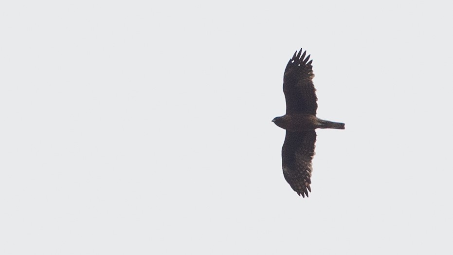 Little Eagle - ML646040318