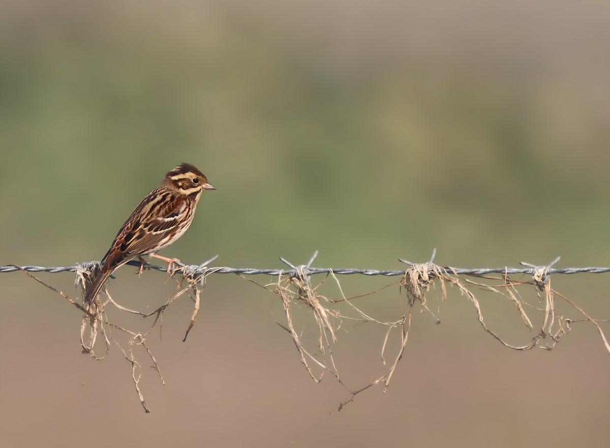 Rustic Bunting - ML646040328