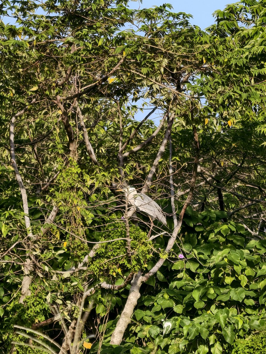 volavka popelavá - ML646040331