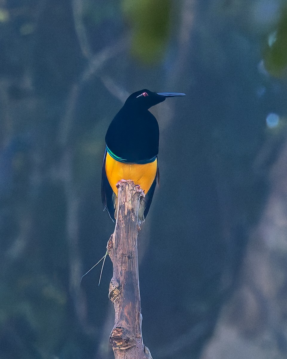 Twelve-wired Bird-of-Paradise - ML646040336