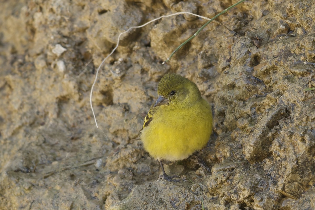 Hooded Siskin - ML646040337