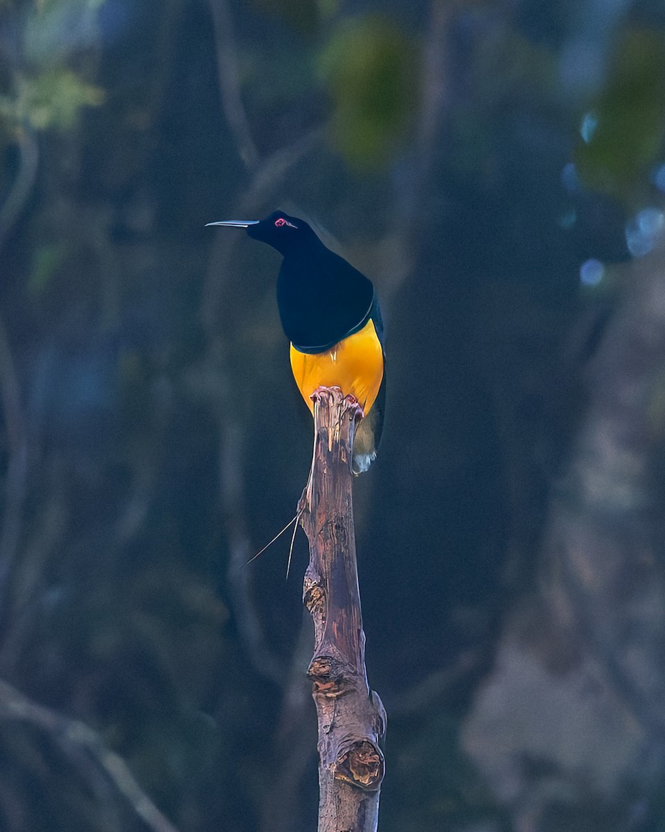 Twelve-wired Bird-of-Paradise - ML646040338