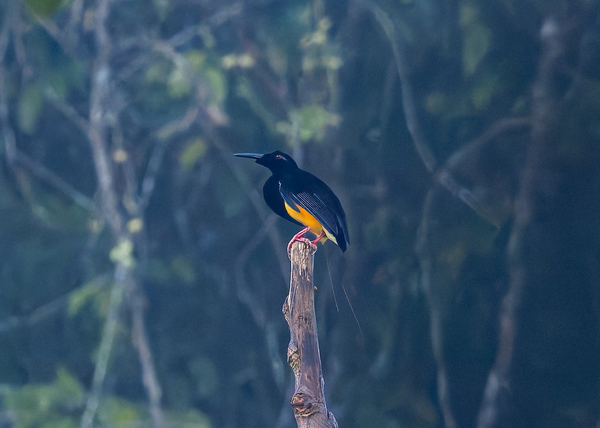 Twelve-wired Bird-of-Paradise - ML646040339