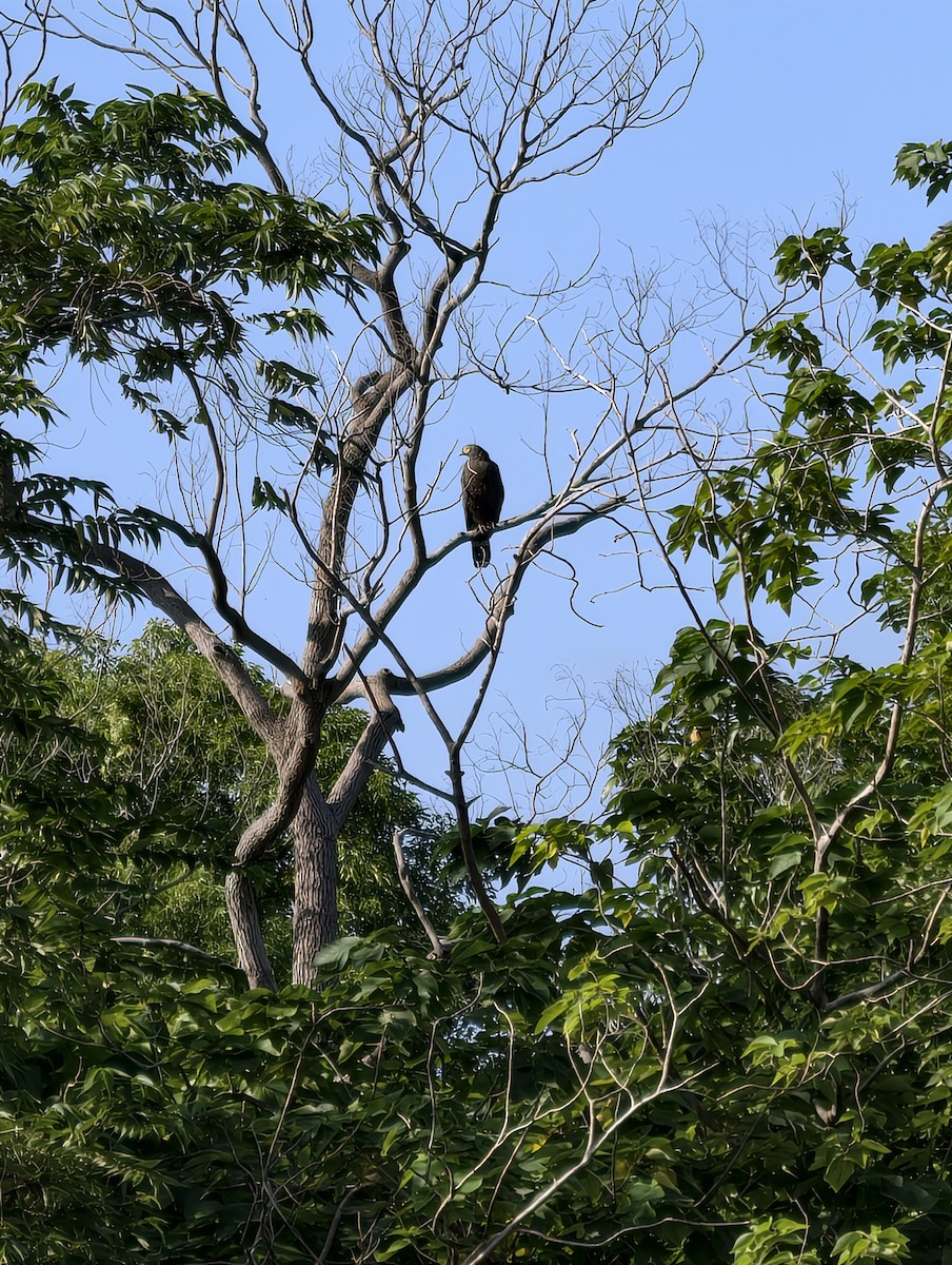 orlík chocholatý - ML646040340