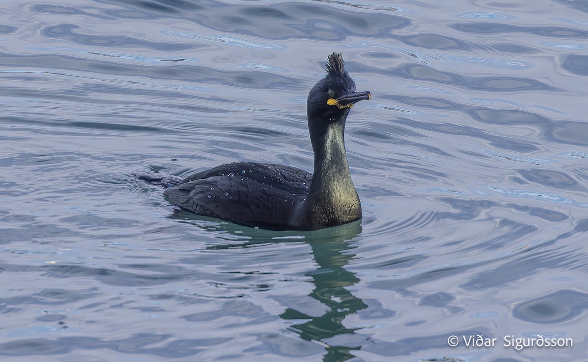 European Shag - ML646040344