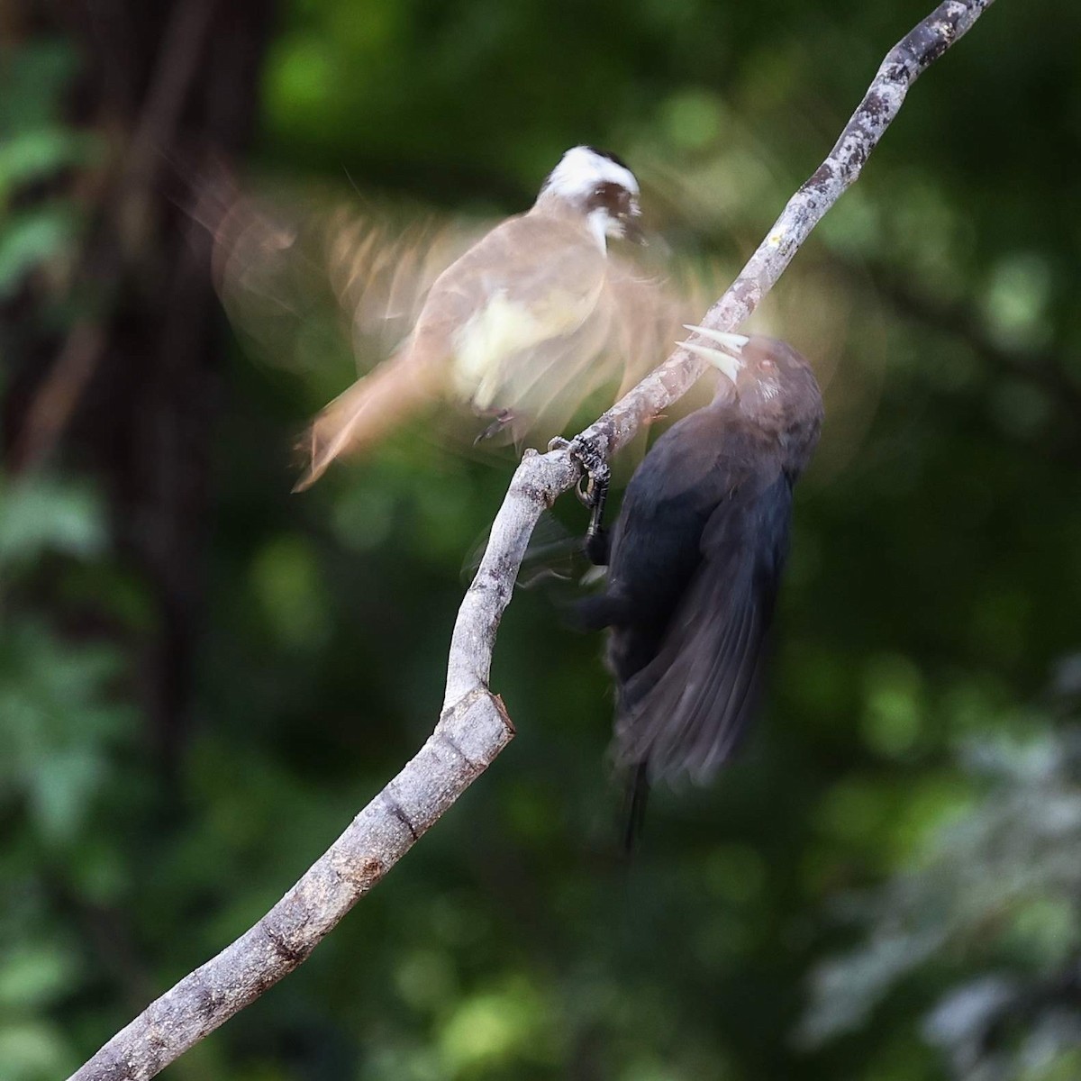 Solitary Black Cacique - ML646040350
