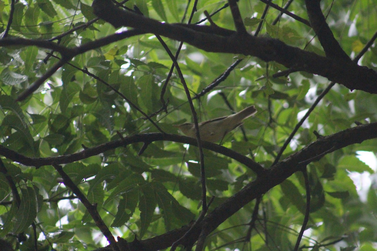 Вівчарик жовточеревий - ML646040351