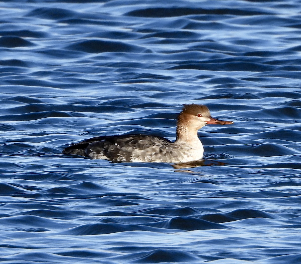 Red-breasted Merganser - ML646040353