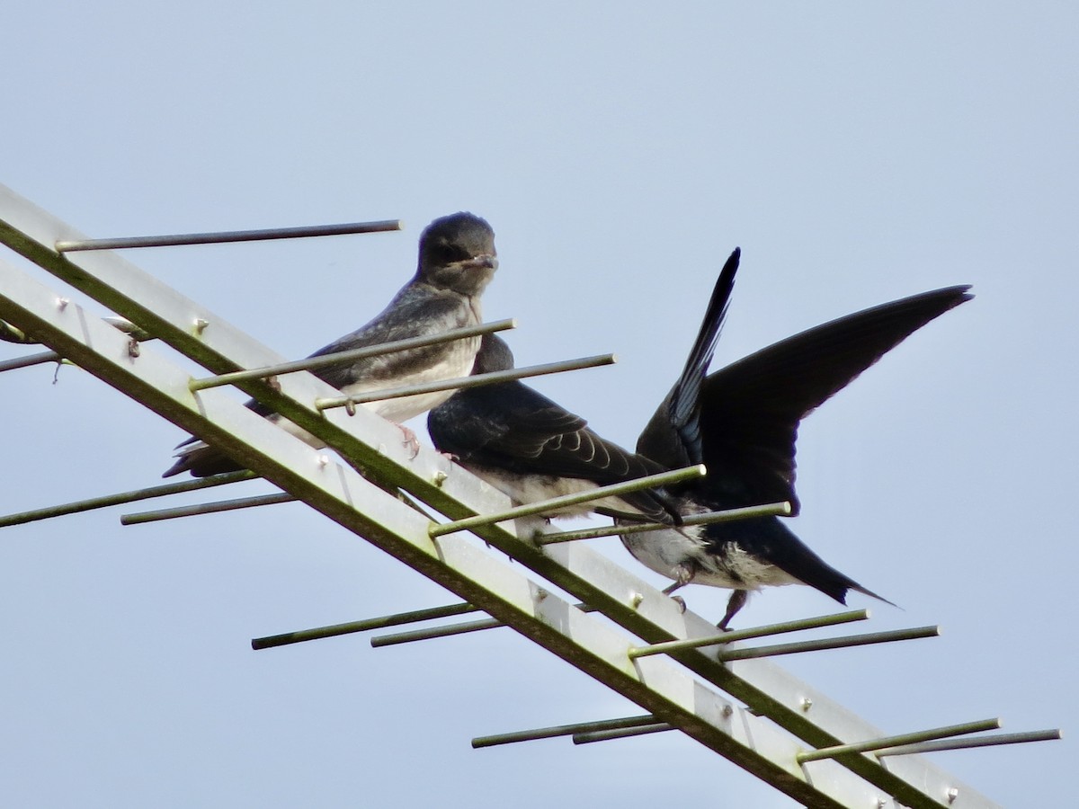 Gray-breasted Martin - ML646040359