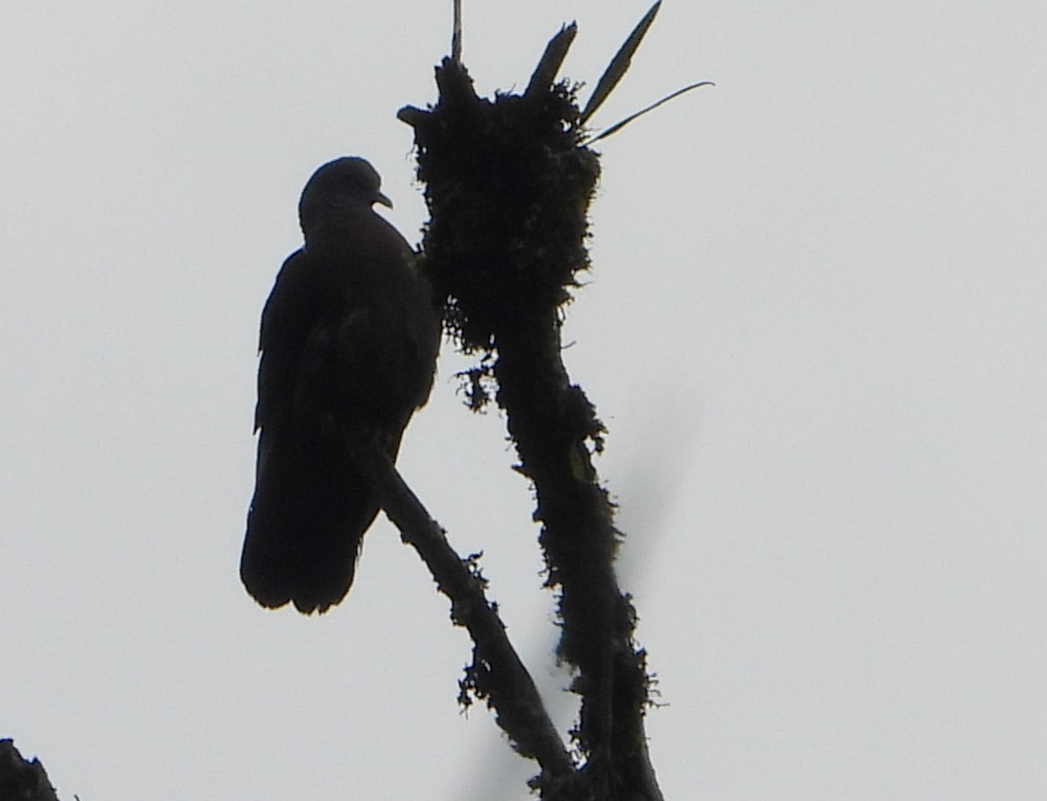 Rameron Pigeon - ML646040360