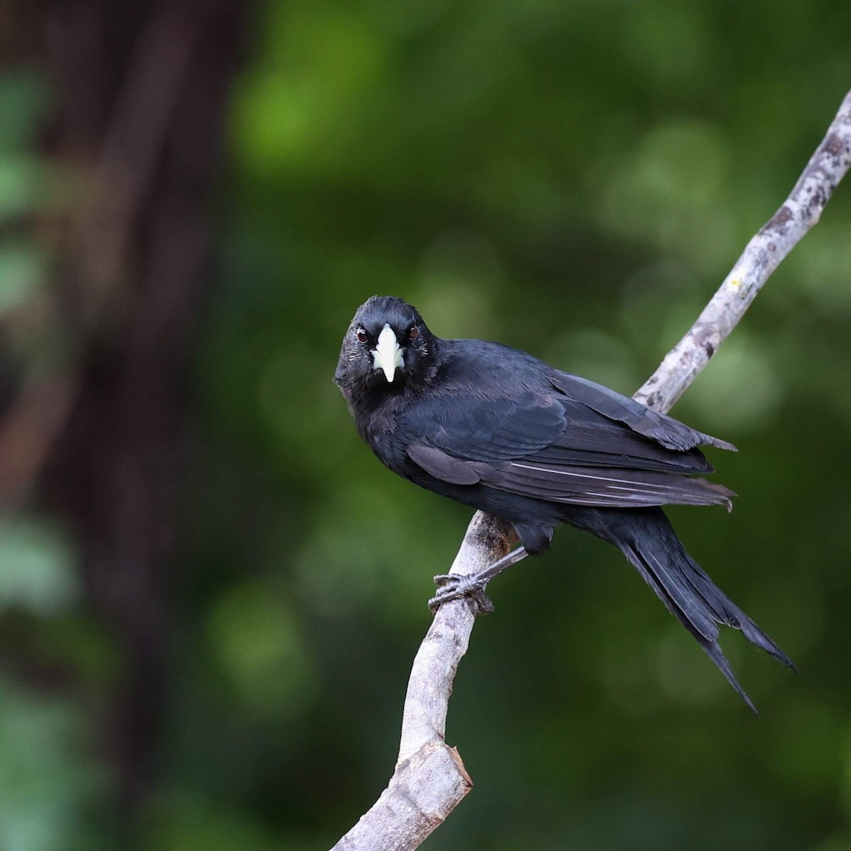 Solitary Black Cacique - ML646040361
