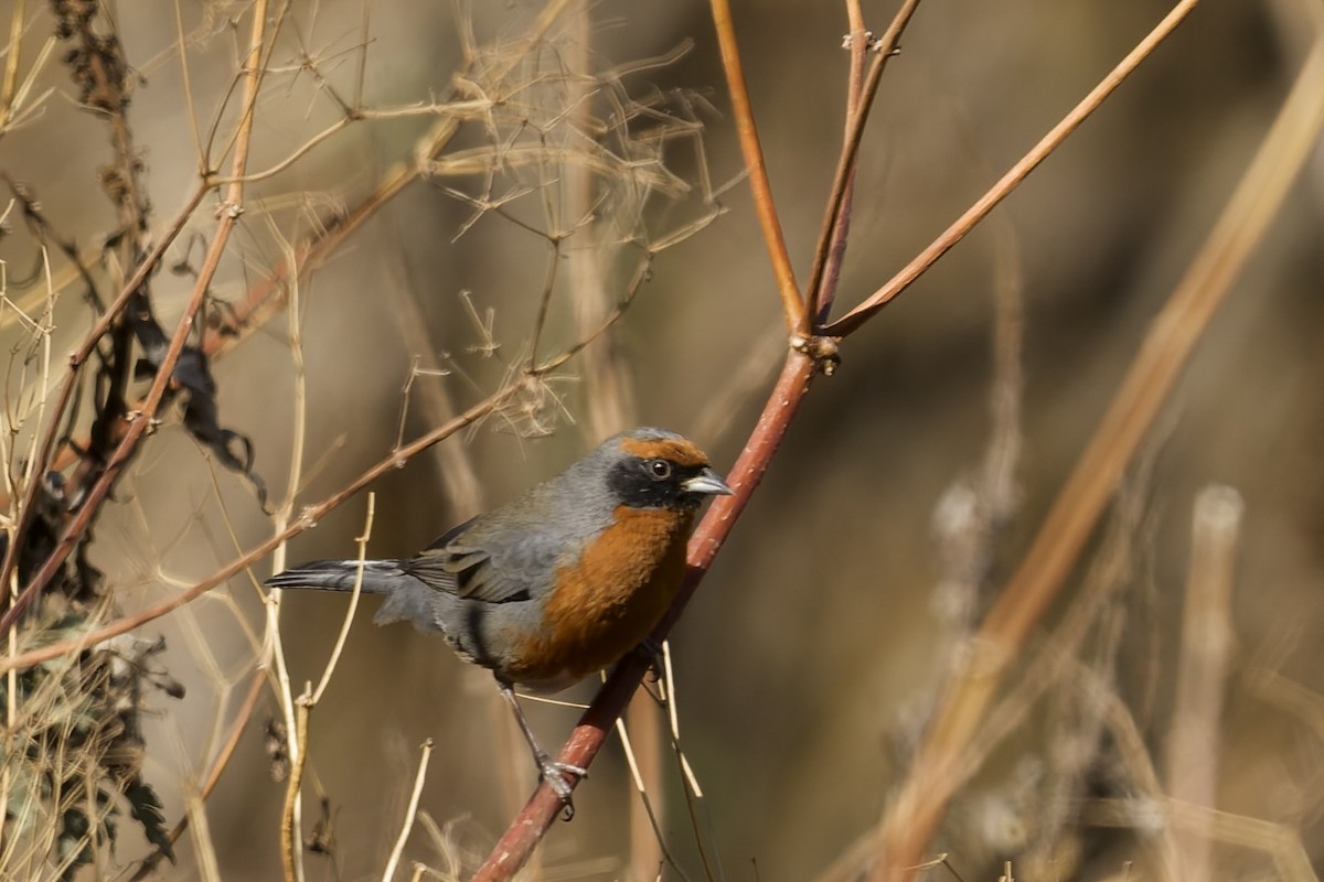 Rufous-breasted Warbling Finch - ML646040363