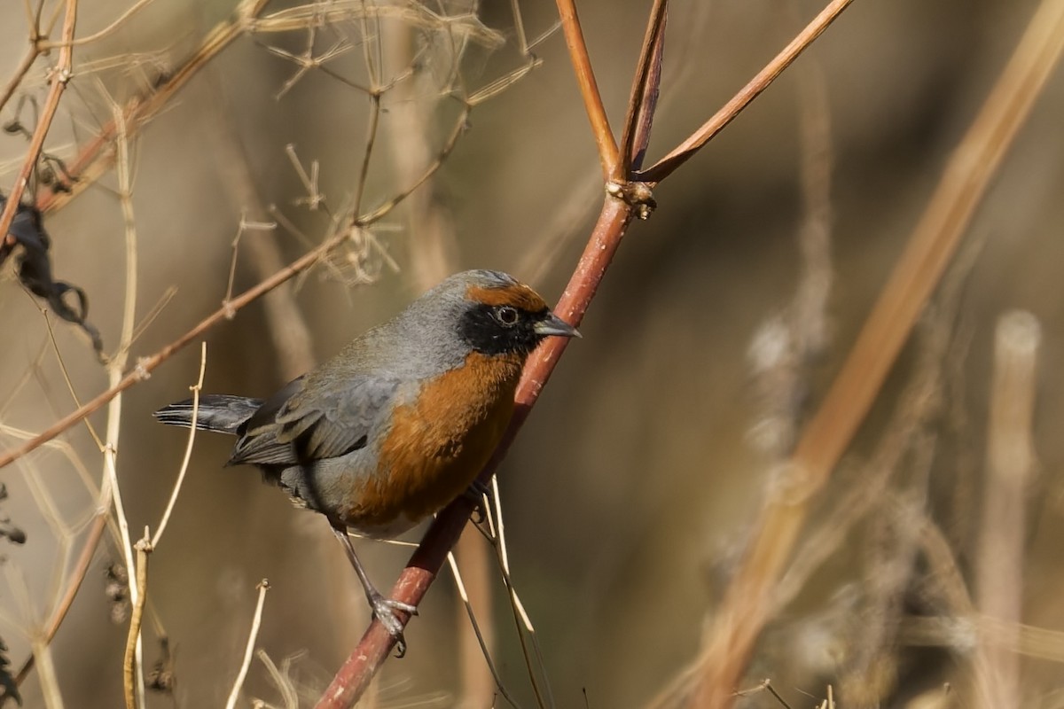 Rufous-breasted Warbling Finch - ML646040364